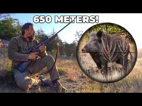 TOP 15 LONG RANGE WILD BOAR SHOTS | 650M Incredible Hunting!