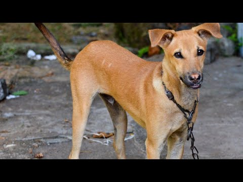 DIH MÃE DE 2 PRENDE CACHORRO NA CORRENTE OXENTE MENINA ENTREGA TUDO PURA MALDADE