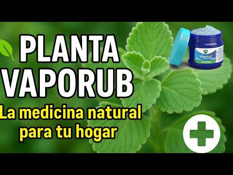 🌿✨ Descubre la Planta Vaporub: La Medicina Viva que Necesitas en tu Hogar 🌸
