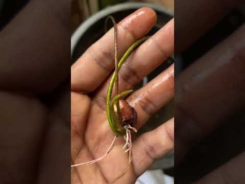 🌸 How to Germinate Lotus from Seed | Easy DIY at Home