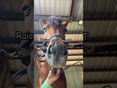 Garlic breadsticks anyone? #pony #horse #equestrian #shorts #funnyhorse #garlicbreadsticks