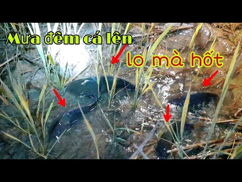 Mưa đầu mùa đêm bắt CÁ BÒ LÊN RUỘNG  lo mà hốt