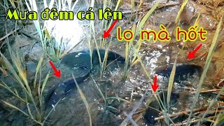 Mưa đầu mùa đêm bắt CÁ BÒ LÊN RUỘNG  lo mà hốt