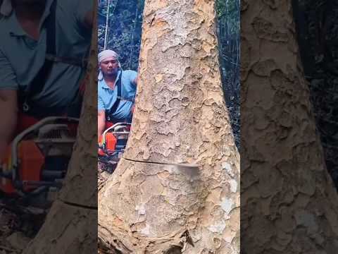 how to cut down a big tree effectively#lumberjack#cuttingwood#cuttingdowntrees