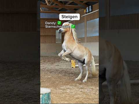 Kampf der Giganten Teil 2 mit @dandylearns #Pferd #Haflinger #Pony #Challenge #Reiten #Pferde