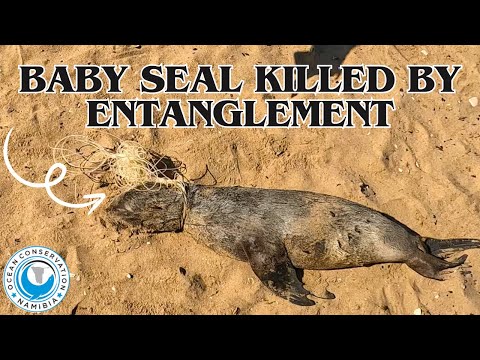 Baby Seal Killed by Entanglement