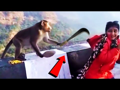 इस बन्दर ने तो हद पार करदी ,जानवरों के ऐसे कारनामे देखकर होश उड़ जायेंगे|Funny Animal Moments Part-22