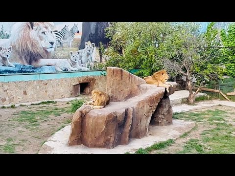 Друзья, вчера в ДУРДОМЕ ДАЛИ ИНТЕРНЕТ! Послушайте КАК некая Таня Кузякина истерила и хоронила льва)
