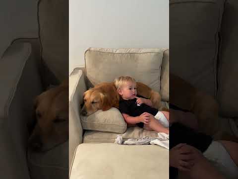 Our toddler growing up with 3 golden retrievers! ❤️✨ #goldenretriever #toddler