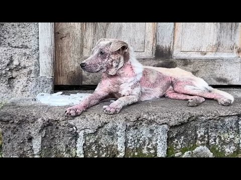 The dog lay in the doorway of an old house, its eyes looking far away, missing its beloved owner.