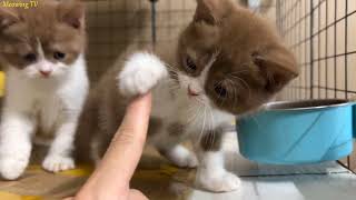 Tease the funny kittens.