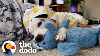 Pittie Who Was In The Shelter For Over 600 Days Is So Spoiled Now | The Dodo