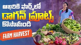 ఇంట్లో పెంచి విత్తనాలు అమ్మేవారికి విన్నపం ..Farm Harvest @MADGARDENER  #garden  #plants 