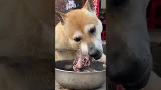dog eating food #funny #pets