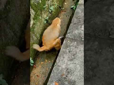 Curiosity: Shocking Behavior: Old Monkey Tosses Baby off Wall