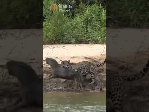 Jaguar attacks Capybaran #shorts
