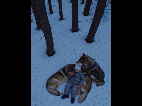 Волки сделали ТО, чего НИКТО не ожидал!  😱 #shorts