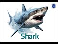 Understanding Shark Preferences and Translations
