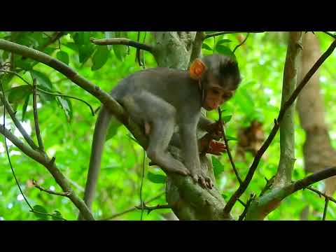 This monkey is the cutest and most brilliant of all time