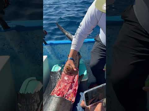¿Te animarias a COMER un RASPADITO de PEZ VELA?🎣😱  #fishing #pescaycocina