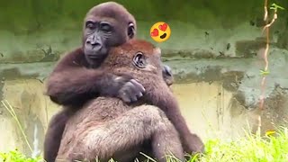 Ringo really loves Jabali.❤️林戈很愛呷百二。