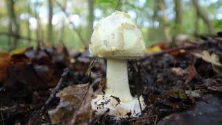 Der gelbe Knollenblätterpilz, Amanita Citrina, es riecht nach alten Kartoffeln