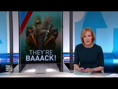 God Referring To North America s Cicadas When He Talks About