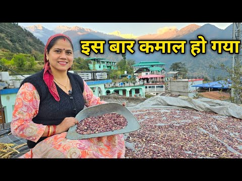 पहाड़ी ऑर्गेनिक राजमा और नई सब्जियों की बुवाई 🤗 || Pahadi Lifestyle Vlog || Priyanka Yogi Tiwari ||