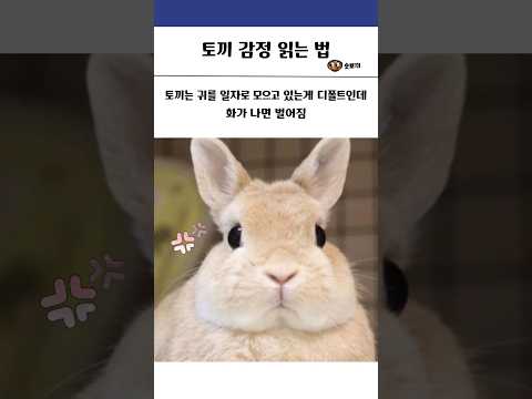 토끼 감정 읽는 법 #동물 #토끼 #귀여운