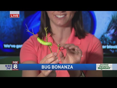 Bug Bonanza: Cleveland Metroparks