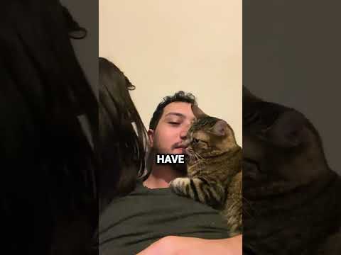 Super Jealous Cat