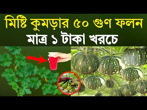 মাত্র ১ টাকা খরচে - মিষ্টি কুমড়া গাছে ৫০ গুণ ফলন হবে - গোরা মোটা হবে - মিষ্টি কুমড়া চাষ পদ্ধতি