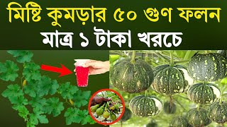 মাত্র ১ টাকা খরচে - মিষ্টি কুমড়া গাছে ৫০ গুণ ফলন হবে - গোরা মোটা হবে - মিষ্টি কুমড়া চাষ পদ্ধতি