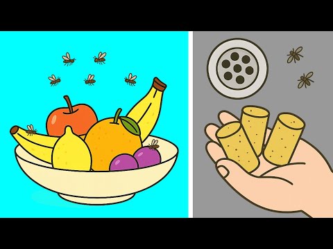 How To Get Rid of Fruit Flies, Gnats, Midges & Drain Flies