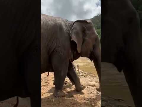 Elephant baby playing in the mud with mother 😍|| #shots #babyelephant #elephant