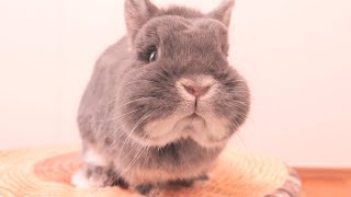 ミミが「大きいうさぎ」の飼い主に何か伝えようとしていたのでご用件をお聞きしました【No.1687】