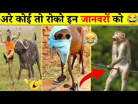 इन जानवरों ने तो मौज कर दी 😝😝.... Funny Animals Video 2022 (part-02)