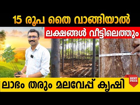 ലാഭം തരും മലവേപ്പ് കൃഷി 15 രൂപ തൈ വാങ്ങിയാൽ  ലക്ഷങ്ങൾ വീട്ടിലെത്തും | Melia dubia plants