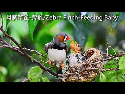 斑胸草雀(珍珠鳥)/Zebra Finch - YouTube