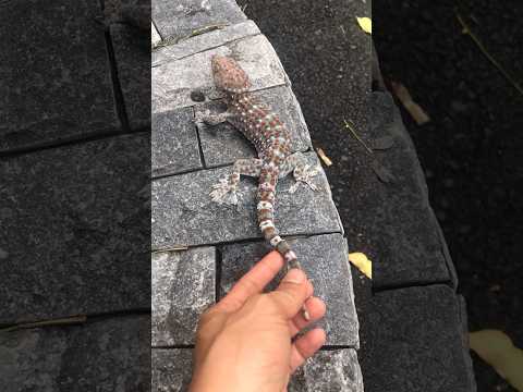 Cẩn thận không bị táp ngay #kucing #tokek #gecko #bebek #tắc_kè #ondel #ikan #sapi @cucutv9029