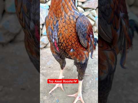 Top Aseel Rooster | Special Bird 🐓#shorts #rooster #youtubeshorts #birds