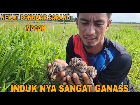 SULIT DITEMUKAN_TERNYATA DISINI MACAN BERSARANG