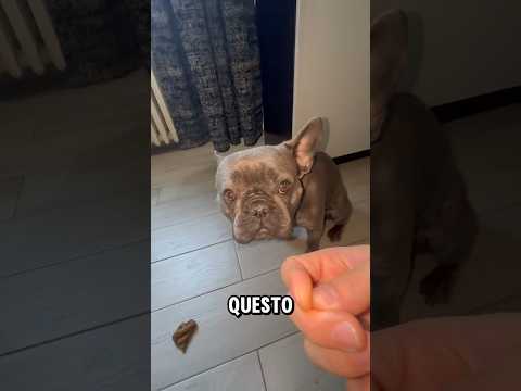 ECCO I CANI PERCHÈ FANNO LA 💩 IN CASA😱