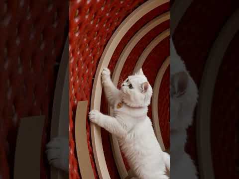Cat Builds A House In The Strawberry 🍓🤩