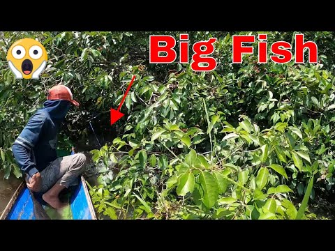 Tercyduk Big Toman Goblin Wakanda #220