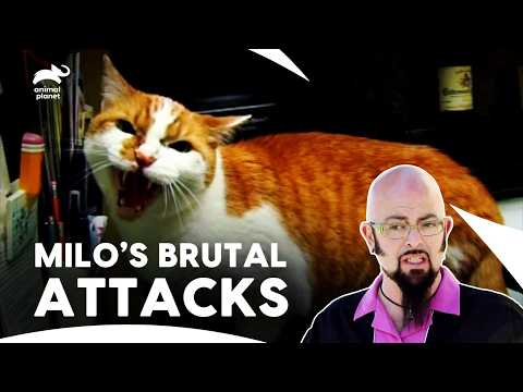 Aggressive Cat Launches Brutal Attacks Whenever Anyone Enters House| My Cat From Hell| Animal Planet