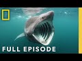 Shark Invasions: Understanding Unexpected Encounters