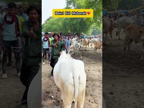 সত্যিই কাল কোরবানি #funny #video