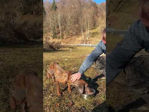 Mission Leben retten ๐ซก #savethedogsbih #rescueddogs #pleasehelp #pleasedonate