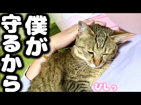 倒れたママを心配して守ろうとする元野良猫の行動に涙…